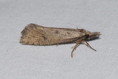 Acrolophus mortipennella