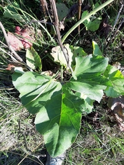 Petasites spurius