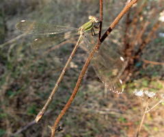Lestes virgatus