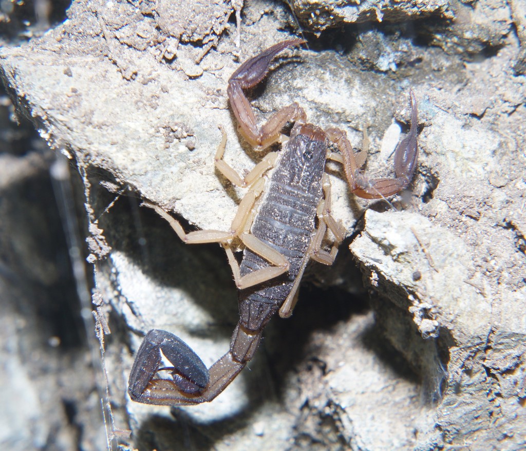 Slender Brown Scorpion from Villanueva, Honduras on September 06, 2021 ...