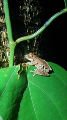 Raorchestes anili