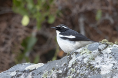 Xenocopsychus ansorgei