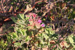 Pelargonium cucullatum cucullatum