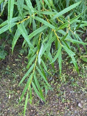 Salix schwerinii