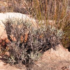 Euryops tagetoides