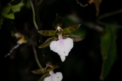 Rhynchostele bictoniensis