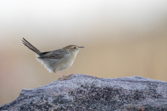 Cisticola lais