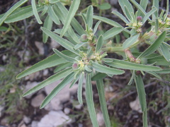 Euphorbia exstipulata