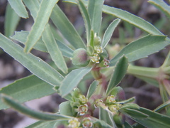 Euphorbia exstipulata