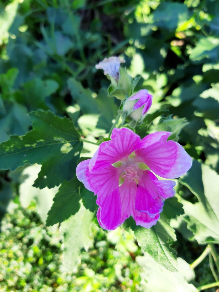 Malva thuringiaca from Ladynka, Chernihiv Oblast, Ukraine, 15571 on 2021년 09월 03일 (금) at 04:40 오후 by Mykyta Peregrym... 