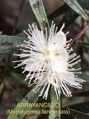 Myrceugenia lanceolata