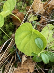 Viola epipsiloides