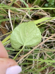 Viola epipsiloides