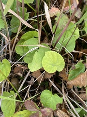 Viola epipsiloides