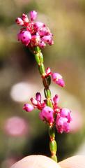 Erica rhopalantha