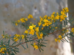Pultenaea flexilis
