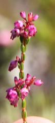 Erica rhopalantha