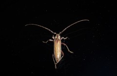 Eburida quadriguttata