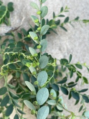 Phyllanthus delagoensis