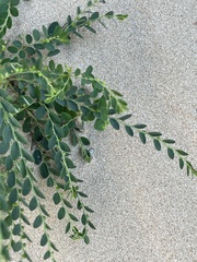 Phyllanthus delagoensis
