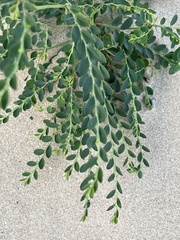 Phyllanthus delagoensis