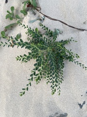 Phyllanthus delagoensis