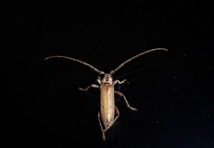 Eburida quadriguttata