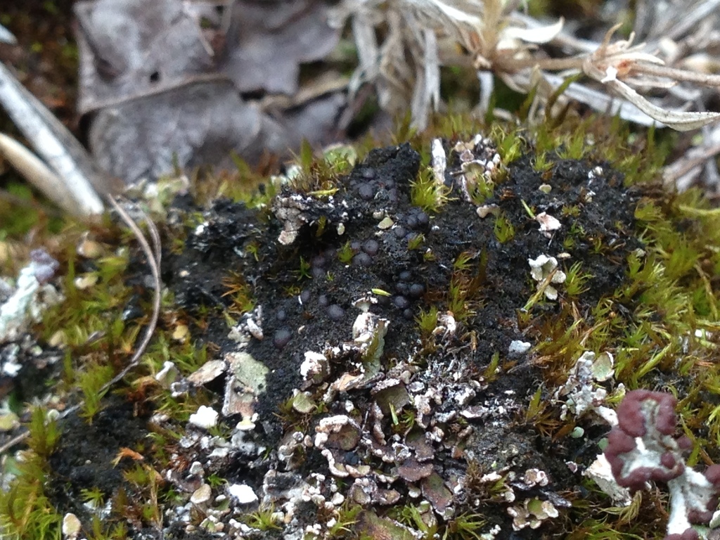 Leciophysma (Macrolichens Genera Of The Pacific Northwest ) · INaturalist