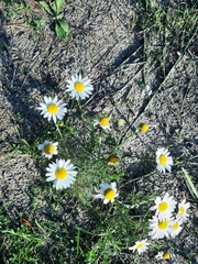 Tripleurospermum inodorum