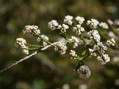 Micromyrtus ciliata