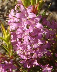 Agathosma pungens