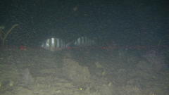 Diplodus hottentotus