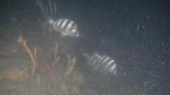 Diplodus hottentotus