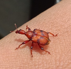 Strigapoderus tranquebaricus