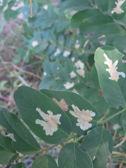 Parectopa robiniella