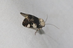 Acontiinae