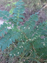 Robinia pseudoacacia