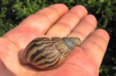 Cochlitoma granulata