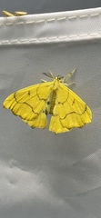 Rondotia menciana