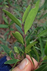 Notelaea ligustrina