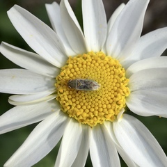 Germalus victoriae