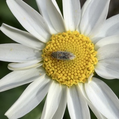 Germalus victoriae