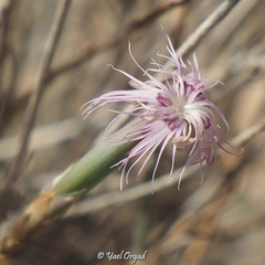 Dianthus sinaicus