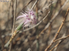 Dianthus sinaicus