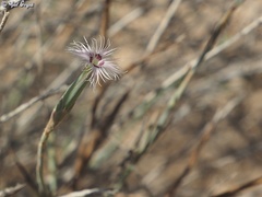 Dianthus sinaicus
