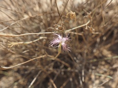 Dianthus sinaicus