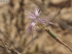 Dianthus sinaicus
