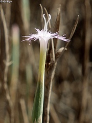 Dianthus sinaicus