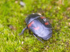 Hister quadrimaculatus