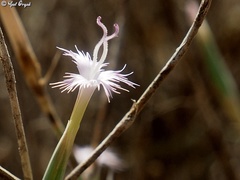 Dianthus sinaicus